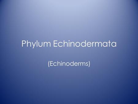 Phylum Echinodermata (Echinoderms). General characteristics Invertebrates Marine environments not cephalized, no head Deuterostromes (blastopore forms.