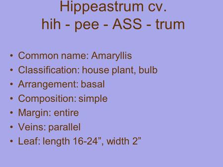 Hippeastrum cv. hih - pee - ASS - trum Common name: Amaryllis Classification: house plant, bulb Arrangement: basal Composition: simple Margin: entire Veins: