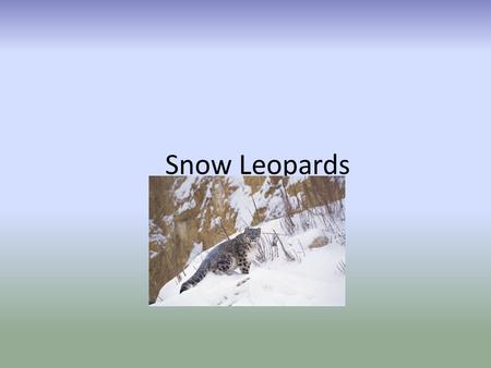 Snow Leopards By Tara Phillips. Structural Adaptations One structural adaptation of the snow leopard is its wide feet. This is an important adaptation.
