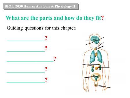 What are the parts and how do they fit? Guiding questions for this chapter: _____________? ________________? _____________? BIOL 2030 Human Anatomy & Physiology.