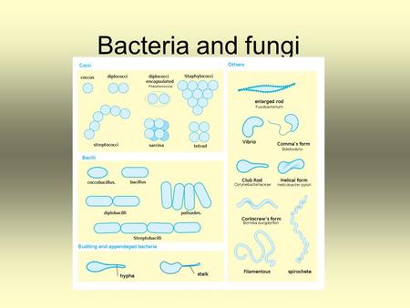 Bacteria and fungi. They can look like: Cocci (globes) Rod Vibrio Corkscrew Spirochete Hypha & Stalk.