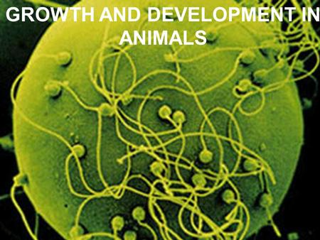 GROWTH AND DEVELOPMENT IN ANIMALS