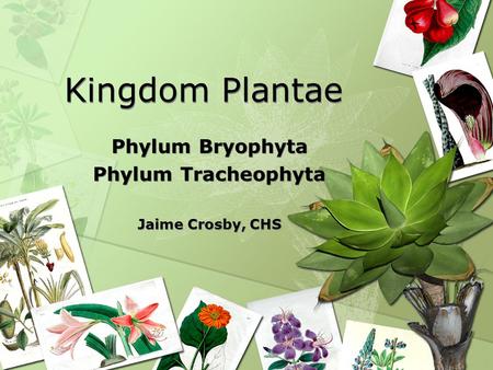 Phylum Bryophyta Phylum Tracheophyta Jaime Crosby, CHS
