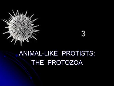 3 ANIMAL-LIKE PROTISTS: THE PROTOZOA. Kingdom Protista: 1) Animal-like Protists(Protozoa) 2) Plant-like Protists 3) Fungi-like Protists.