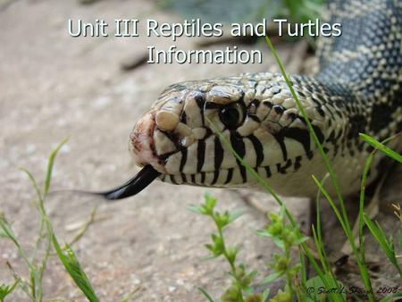 Unit III Reptiles and Turtles Information. Introduction to Snakes Class Reptilia, Order Squamata Class Reptilia, Order Squamata 38 species of snakes in.