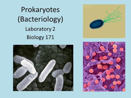Prokaryotes (Bacteriology) Laboratory 2 Biology 171.