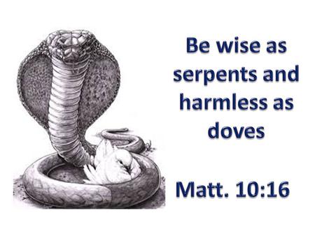 Wise as Serpents Keen awareness of one’s surroundings – true nature of things PHRONIMOS – prudence or practical wisdom (Matt. 7:24, 25:2-9, Lk. 12:42,