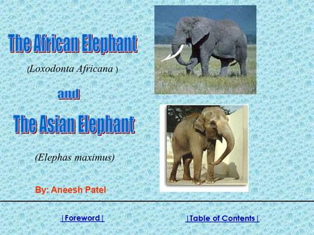 ( Loxodonta Africana ) (Elephas maximus) By: Aneesh Patel |Foreword||Table of Contents|