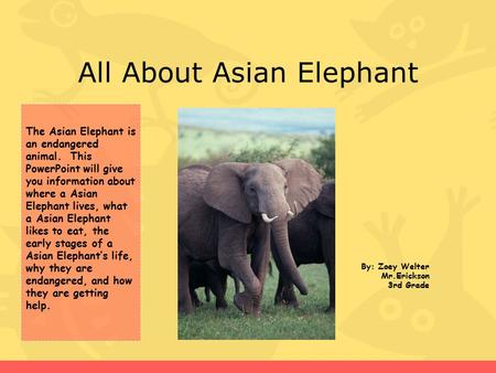 All About Asian Elephant