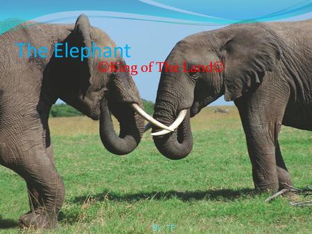 The Elephant King of The Land By: TF.