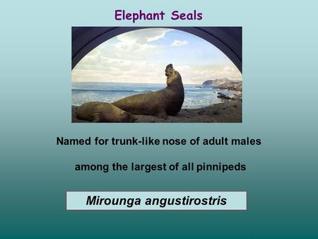 Named for trunk-like nose of adult males among the largest of all pinnipeds Elephant Seals Mirounga angustirostris.