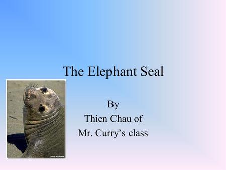 The Elephant Seal By Thien Chau of Mr. Curry’s class.