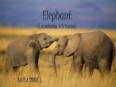 Elephant (Loxodonta Africana) KAYLA TIBKE. (:. Classification;; Classification: –Kingdom; Animalia –Phylum; Chordata –Class; Mammalia –Order; Proboscidae.
