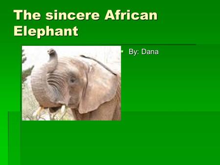 The sincere African Elephant  By: Dana. The African Elephant’s description  Light brown to dark gray in skin color.  5-14 ft. tall and 6,000- 15,000.