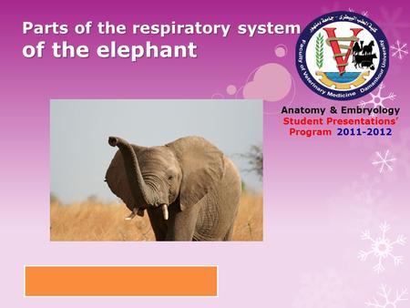 Parts of the respiratory system of the elephant