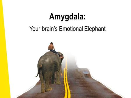 Amygdala: Your brain’s Emotional Elephant Giuseppe Arcimboldo (1593, Italy)