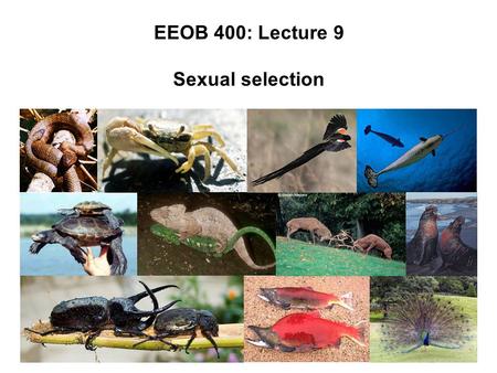 EEOB 400: Lecture 9 Sexual selection.