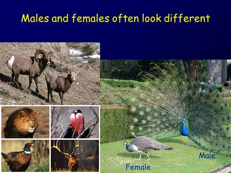 Males and females often look different
