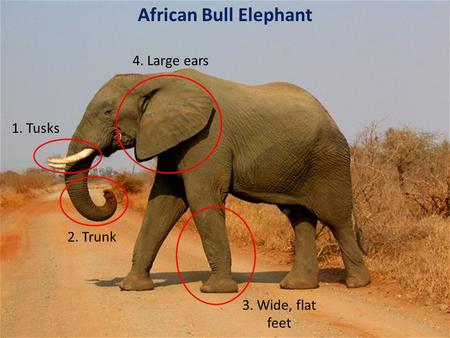 1. Tusks 2. Trunk 4. Large ears 3. Wide, flat feet African Bull Elephant.