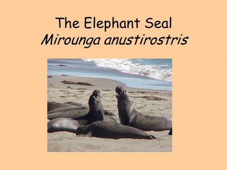 The Elephant Seal Mirounga anustirostris. Pinniped pinna = feather or wing pedis = foot Fin footed marine mammal Four limbs modified as flippers Streamlined.