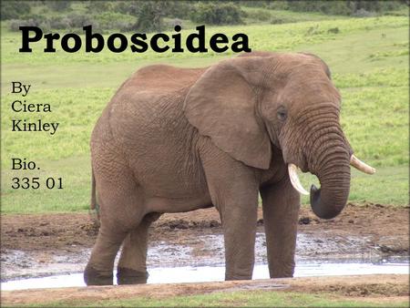 Proboscidea By Ciera Kinley Bio. 335 01. Proboscidea Contains one living family (Elephantidae) and several extinct families Order dates back to 55-60.