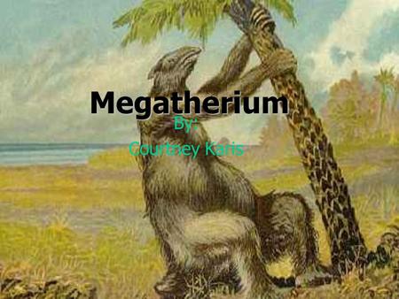 Megatherium By: Courtney Karis. Kingdom: Animalia Phylum: Chordata Class: Mammalia Superorder: Xenarthra Order: Pilosa Family: Megatheriidae Genus: Megatherium.