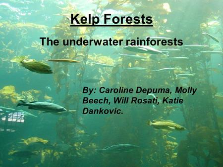 Kelp Forests The underwater rainforests By: Caroline Depuma, Molly Beech, Will Rosati, Katie Dankovic.