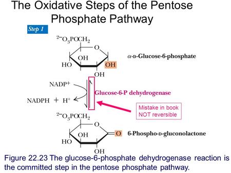 The Oxidative Steps of the Pentose Phosphate Pathway