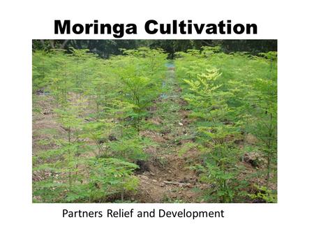 Moringa Cultivation Partners Relief and Development.