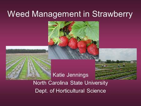 Weed Management in Strawberry Katie Jennings North Carolina State University Dept. of Horticultural Science.