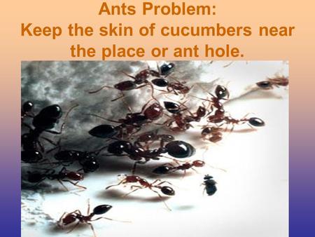 Ants Problem: Keep the skin of cucumbers near the place or ant hole.