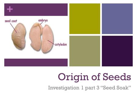 Investigation 1 part 3 “Seed Soak”