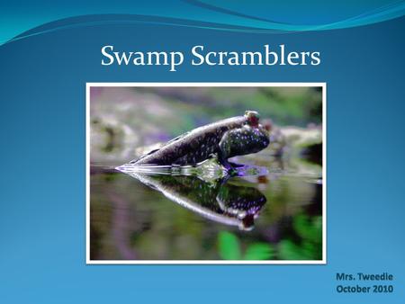 Swamp Scramblers. Running across shoreline sludge, sometimes leaping high into the air, the mudskipper is a fish out of water. But it's definitely not.