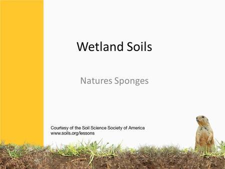 Wetland Soils Natures Sponges. What is a WETLAND?