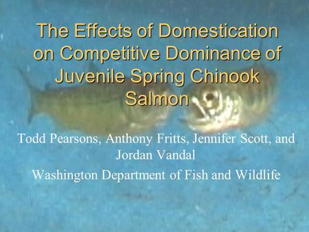 The Effects of Domestication on Competitive Dominance of Juvenile Spring Chinook Salmon Todd Pearsons, Anthony Fritts, Jennifer Scott, and Jordan Vandal.