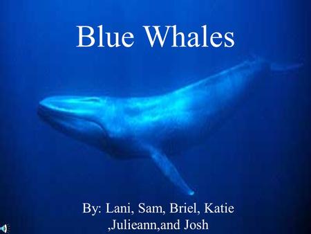 Blue Whales By: Lani, Sam, Briel, Katie,Julieann,and Josh.