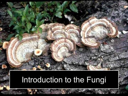 Introduction to the Fungi. Learning Objectives and Disclosure Information Upon completion of this workshop, participants should be able to: Set up a sampling.