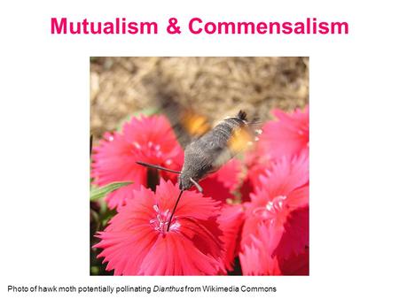 Mutualism & Commensalism Photo of hawk moth potentially pollinating Dianthus from Wikimedia Commons.