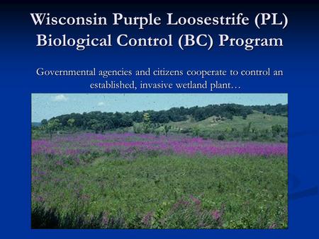 Wisconsin Purple Loosestrife (PL) Biological Control (BC) Program Governmental agencies and citizens cooperate to control an established, invasive wetland.