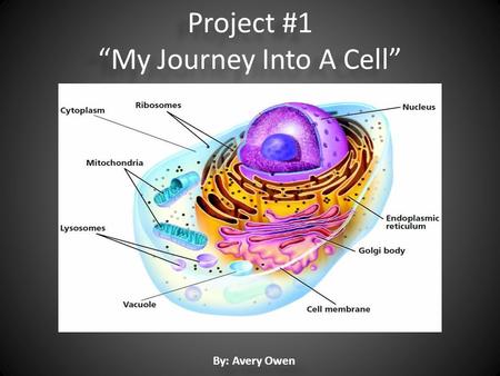 Project #1 “My Journey Into A Cell” By: Avery Owen.