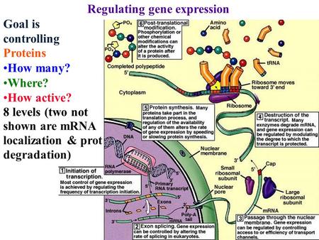 Regulating gene expression Goal is controlling Proteins How many? Where? How active? 8 levels (two not shown are mRNA localization & prot degradation)