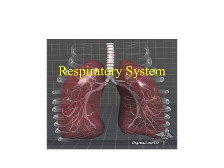 Respiratory System. Nose – produces mucus, warms, moistens, and filters air, and resonance chamber for speech Pharynx – passage way for air and food.