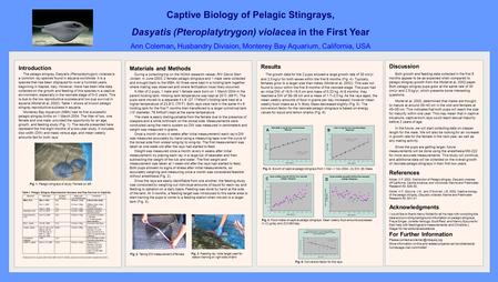 Introduction The pelagic stingray, Dasyatis (Pteroplatytrygon) violacea is a common ray species found in aquaria worldwide. It is a species that has been.