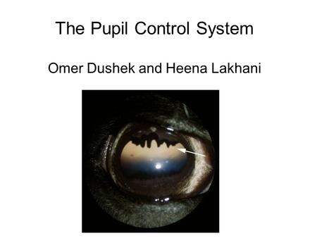 The Pupil Control System Omer Dushek and Heena Lakhani.