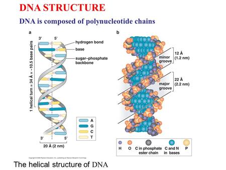 DNA STRUCTURE DNA is composed of polynucleotide chains