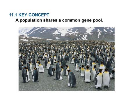 11.1 KEY CONCEPT  A population shares a common gene pool.