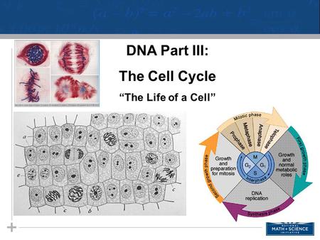 DNA Part III: The Cell Cycle “The Life of a Cell”.