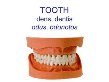 TOOTH dens, dentis odus, odonotos