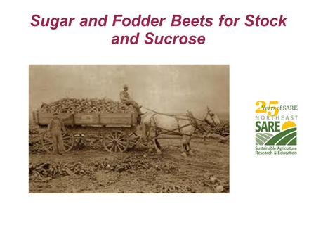 Sugar and Fodder Beets for Stock and Sucrose. Three Classes of Field Beets  Mangels (Mangolds, Mangel-Wurzel)  Fodder Beets  True Sugar Beets.