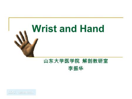 Wrist and Hand 山东大学医学院 解剖教研室 李振华.